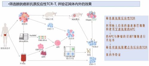 从CAR-T到TCR-T 徐涛教授团队在膀胱癌免疫细胞治疗领域的新突破